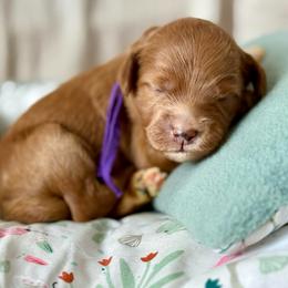 Purple - Red  female Goldendoodle puppy in Hesperia, Michigan from Red Acres Poodles & Doodles