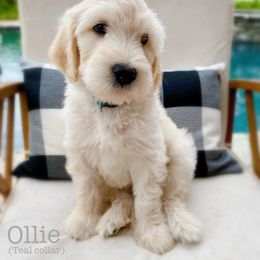 Labradoodle Puppies from Florida Doodle