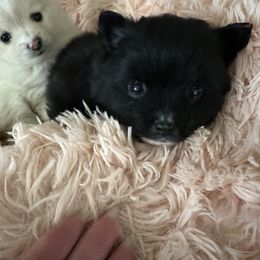 Pomeranian Puppies from Mac Daddy Poms