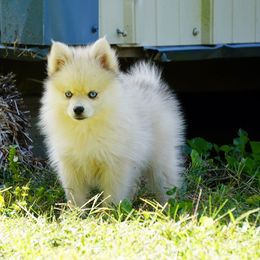 Pomsky puppies from Mountain High Kennels
