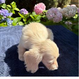Georgia - Cream female Dachshund puppy in Visalia, California from DachGraston Dachshunds