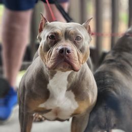 BMO - American Bully