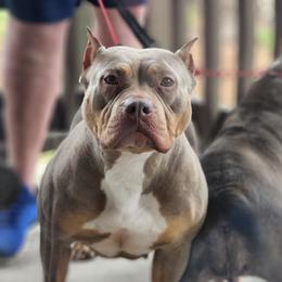BMO - American Bully
