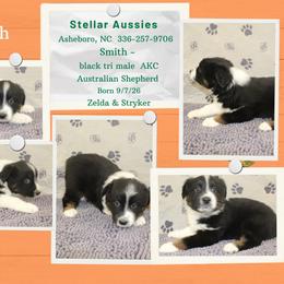 Smith - Black tri-color male Australian Shepherd puppy in Asheboro, North Carolina from Stellar Aussies