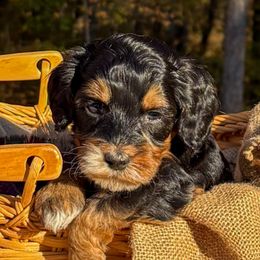 Scarecrow - Black male Australian Labradoodle puppy in Decatur, Alabama from Southern Meadows Doodles