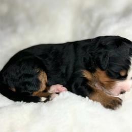 Ariel - Tri-color female Bernedoodle puppy in Sugarcreek, Ohio from Cuddly Companion Doodles