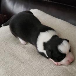 Arora - Black and white female Cardigan Welsh Corgi puppy in Myton, Utah from Cardigan Corgi Cuties 💓