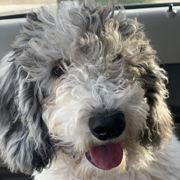 Lily - Goldendoodle