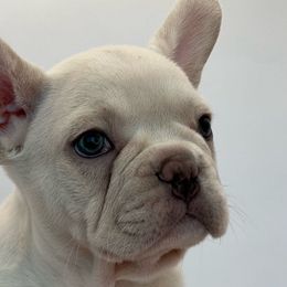 Dumbo - White French Bulldog puppy in San Leandro, California from City of Frenchies