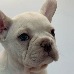 Dumbo - White French Bulldog puppy in San Leandro, California from City of Frenchies