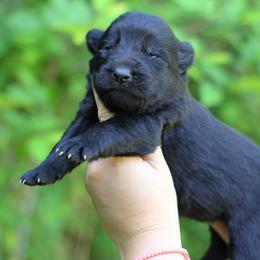 Black Boy - Black male German Shepherd puppy in Lucasville, Ohio from Trusting Hearts Kennel