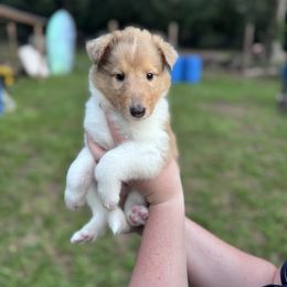 Ms. Yellow - Sable merle and white female Collie puppy in Tallahassee, Florida from Lampost Kennels