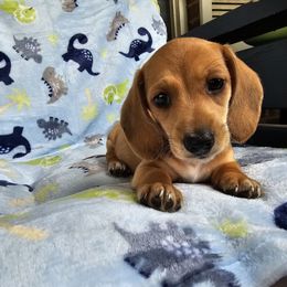 Piglet - Sable male Dachshund puppy in Cardington, Ohio from A & J Miniature Dachshunds & Bulldogs
