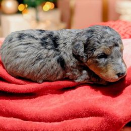 Pom Pom - Blue merle male Bernedoodle puppy in Sparta, Missouri from Sis' Doodles & Poodles