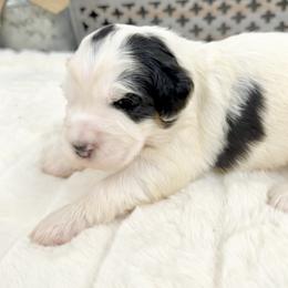 Christmas Vacation - Tri-color female Bernedoodle puppy in Hegins, Pennsylvania from Bubbling Springs Doodles, LLC