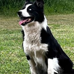 Koda - Australian Shepherd