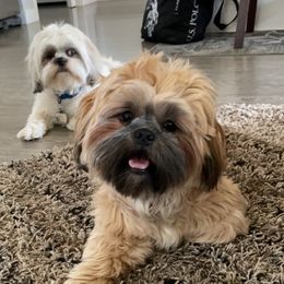 Luna - Shih Tzu