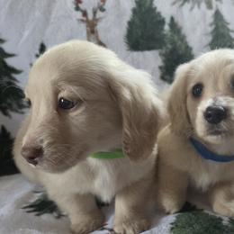 Dachshunds and Pembroke Welsh Corgis from RRR Corgis