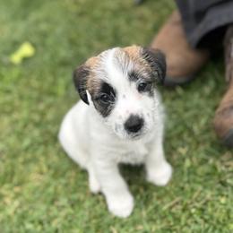 Russell Terrier Puppies from Roger's Russell Terriers