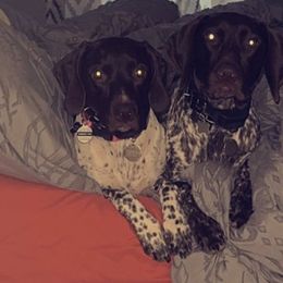 German Shorthaired Pointers from Brianna Potts White
