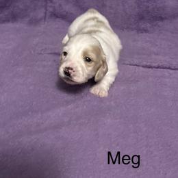 Dachshund Puppies from Lady Maye Dachshund's