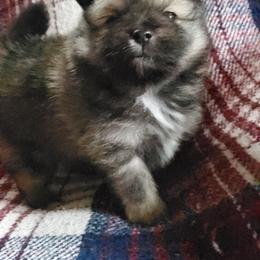 Companion Cross, Pomeranian, and Sheepadoodle Puppies from Fluffy Wonders Poms and Doodles