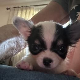 Bubbles - Black and white male Chihuahua puppy in Polo, Missouri from Blue Tails Farm