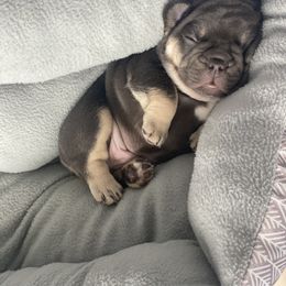 French Bulldog Puppies from Baby Bear Frenchies
