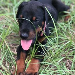 Doberman Pinschers from All Stars Doberman