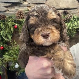 Australian Labradoodle Puppies from Catskill Country Labradoodles