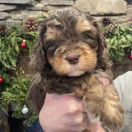 Australian Labradoodle Puppies from Catskill Country Labradoodles