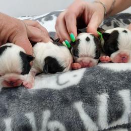 3rd Pick Female RESERVED - Black and white female Boston Terrier puppy in Morristown, Tennessee from Down in the Holler