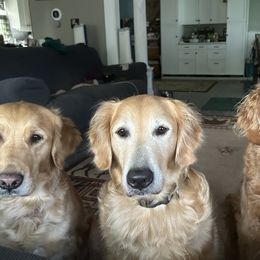 Gwen - Golden Retriever