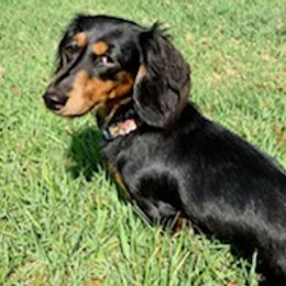 Dachshunds from FAB Fuzzbutt Acres Bulverde