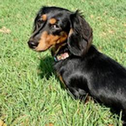 Dachshunds from FAB Fuzzbutt Acres Bulverde