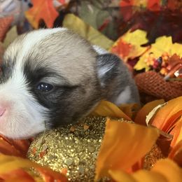 American Corgi and Pembroke Welsh Corgi Puppies from Cascadian Space Coast Corgis LLC