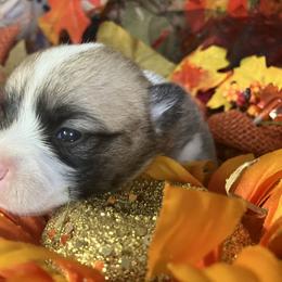 American Corgi and Pembroke Welsh Corgi Puppies from Cascadian Space Coast Corgis LLC