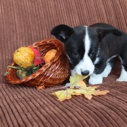 Cardigan Welsh Corgi Puppies from Rowe Family