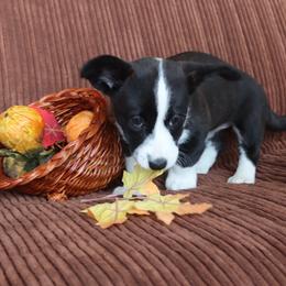Cardigan Welsh Corgi Puppies from Rowe Family
