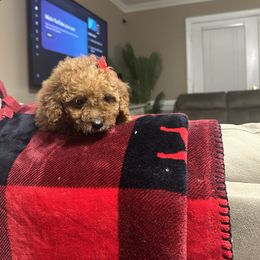 Samantha - Red  female Goldendoodle puppy in Mint Hill, North Carolina from DoodleForever