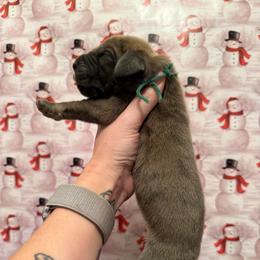 Buzz - Brindle male Great Dane puppy in Jerusalem, Arkansas from Mara Danes