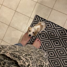 Dachshund Puppies from HP Dachs