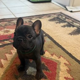 French Bulldog Puppies from Drake Home Frenchies