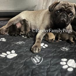 Madi Jane - Pug (Non-standard)