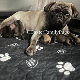 Madi Jane - Pug (Non-standard)