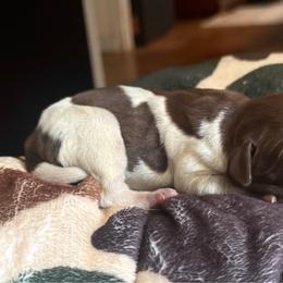 Juniper - Liver and white female German Shorthaired Pointer puppy in Georgia from CMC Farms