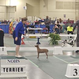 American Hairless Terrier and Pembroke Welsh Corgi All Grown Up from Flipside
