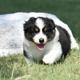Victory - Black tri-color female Australian Shepherd puppy in Chickasha, Oklahoma from Rustic Lace