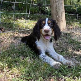 Cassidy - Liver white and tan female English Springer Spaniel puppy in Crawford, Tennessee from Lilly Lane Spaniels