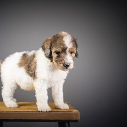 Evee - Merle female Bernedoodle puppy in Caldwell, Idaho from Boise Doodle Co.
